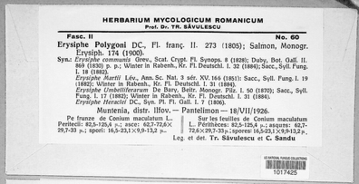 Erysiphe polygoni image